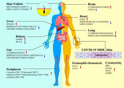 Proteomic insights into SARS-CoV-2 infection mechanisms, diagnosis, therapies and prognostic monitoring methods